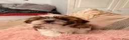 Shih Tzu dogs for sale: Shih tzu boys x 2 - Advert 10