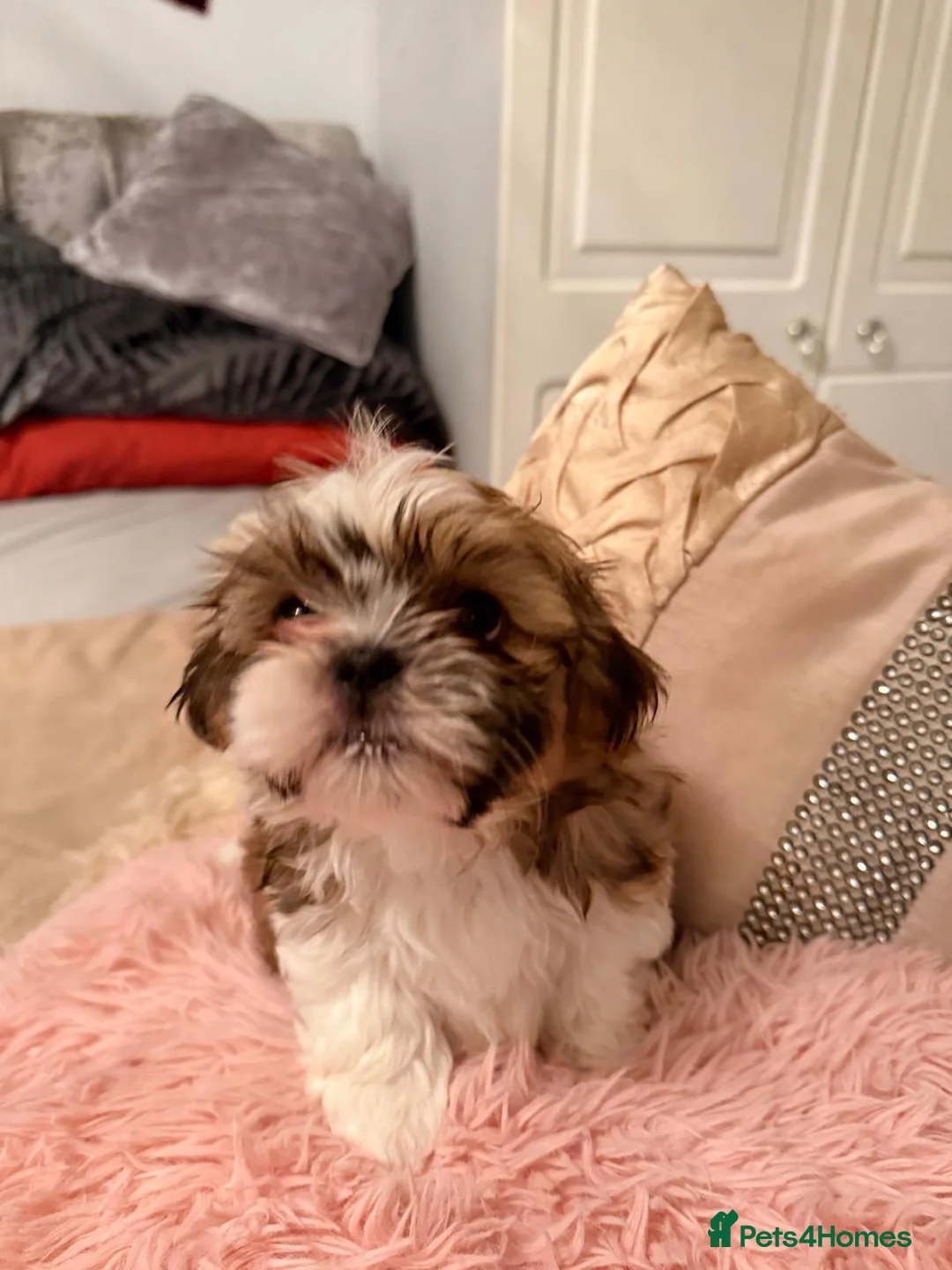 Shih Tzu dogs for sale: Shih tzu boys x 2 - Advert 10