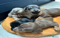 Dachshund dogs for sale: 5 stunning Dachshund puppies - Image 32