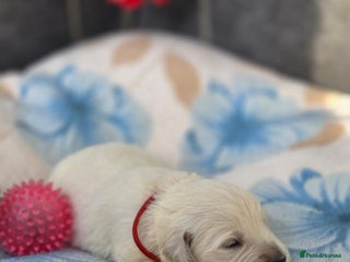 Golden Retriever dogs Beautiful kc golden retriever pups - Advert 2