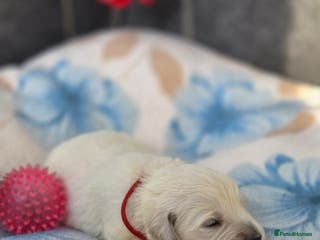 Golden Retriever dogs Beautiful kc golden retriever pups - Advert 16