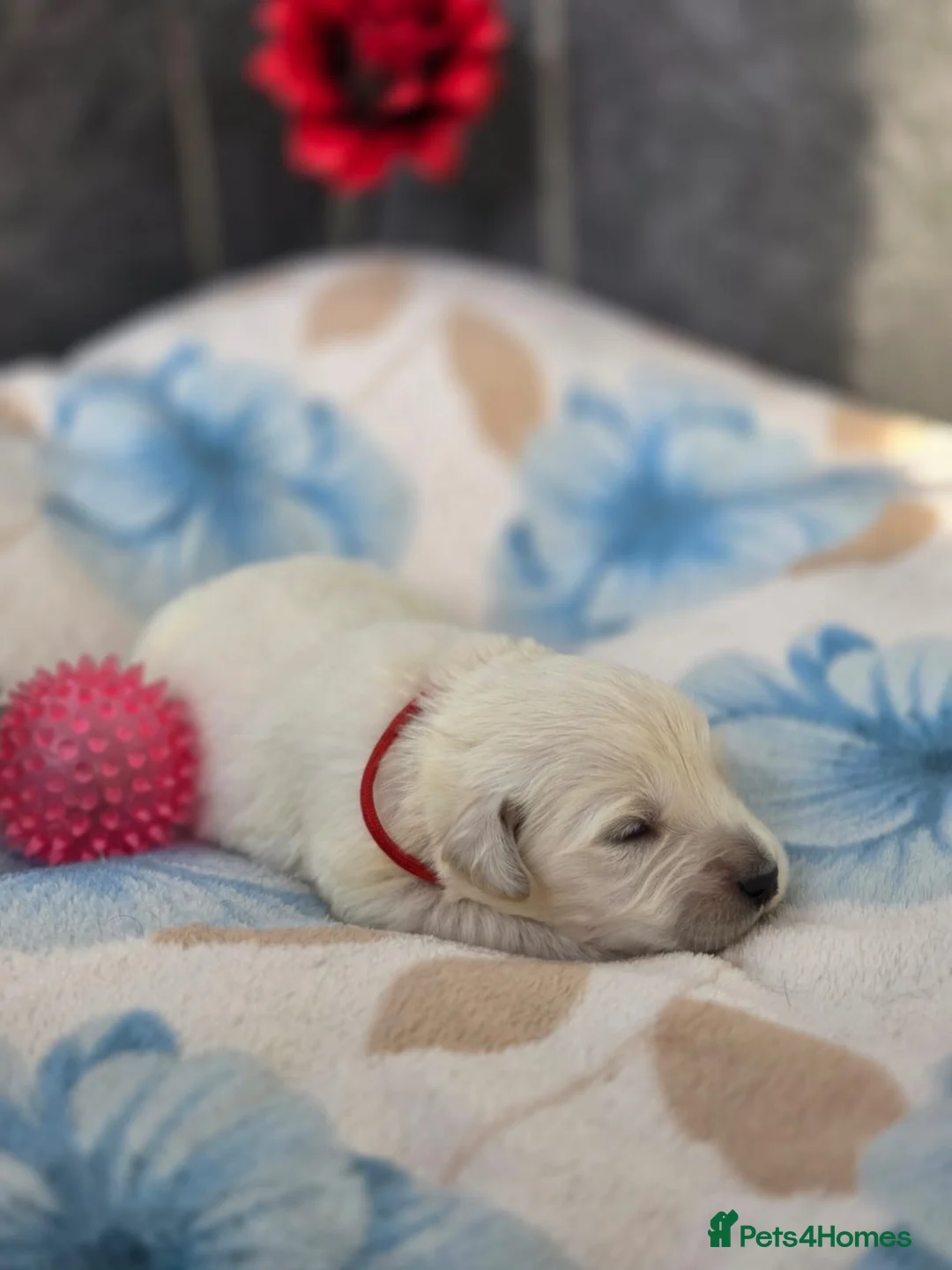 Golden Retriever dogs for sale: Beautiful kc golden retriever pups - Advert 29