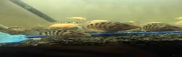 Cichlids fish for sale: UPDATE! Convict Cichlids and Piranhas for SALE! - Advert 4