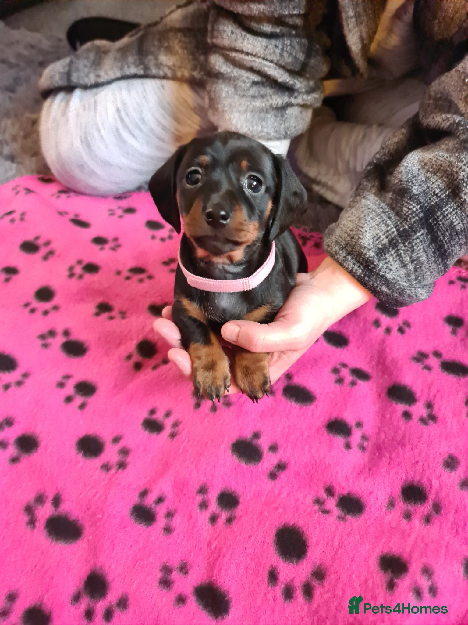 Miniature Dachshund dogs KC Registered Miniature Dachshund Puppies - Advert 6