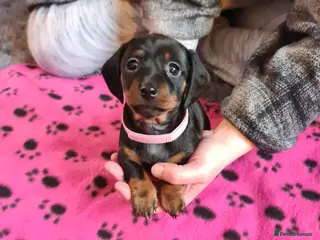 Miniature Dachshund dogs KC Registered Miniature Dachshund Puppies - Advert 6