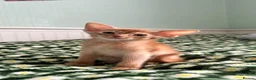 Abyssinian cats for sale: TICA Abyssinian kittens  - Advert 12