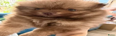 Pomeranian 3