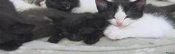 Mixed Breed cats for sale: 7 Beautiful Kittens Looking for Their Forever Home - Advert 13