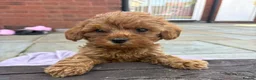 Cockapoo dogs for sale: F2 Cockerpoo’s - Advert 4