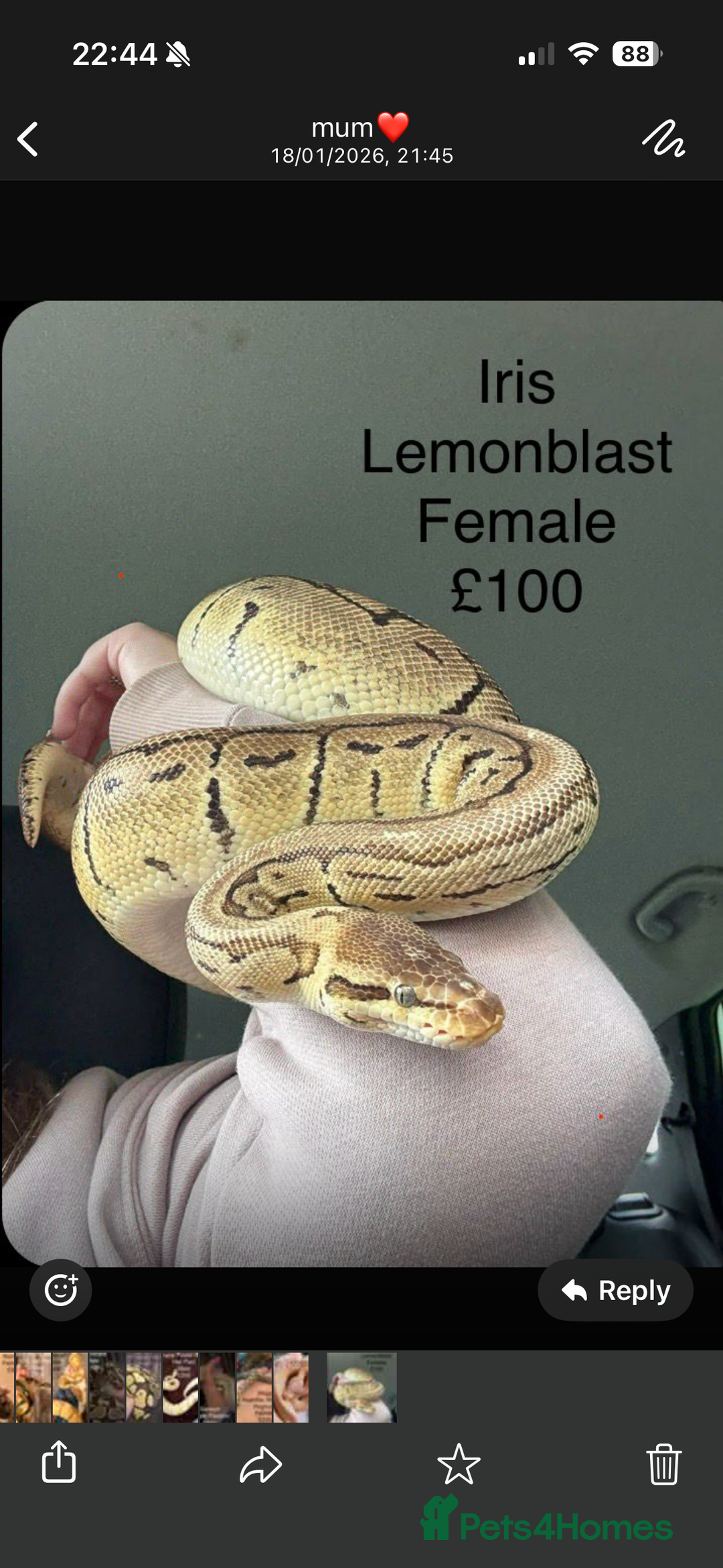 Python Snake reptiles for sale: ROYAL PYTHONS - Advert 5