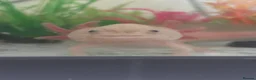 Axolotl reptiles for sale: Dirty leucistic axolotl in Sleaford - Advert 3
