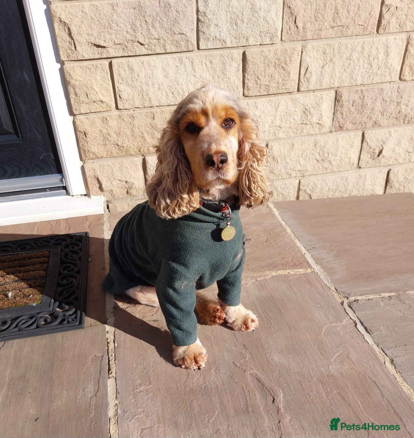 Cocker Spaniel dogs Adult KC ShowType Cockerspaniel PRA FN & AMS Clear - Advert 5