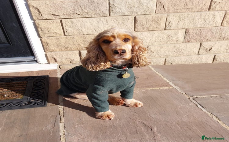 Cocker Spaniel dogs - Advert 10