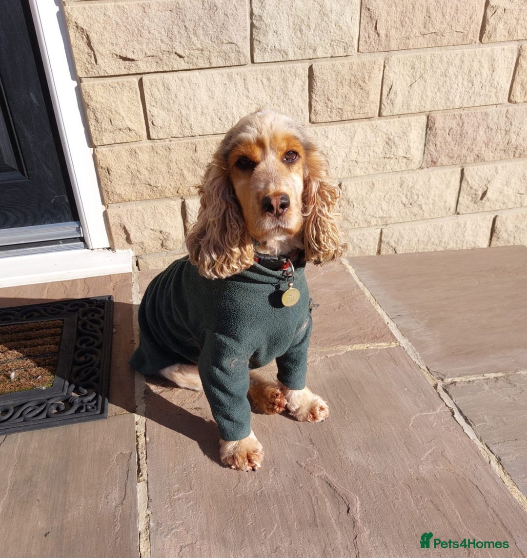 Cocker Spaniel dogs for sale: Adult KC ShowType Cockerspaniel PRA FN & AMS Clear - Advert 1