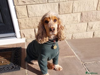 Cocker Spaniel dogs - Advert 28