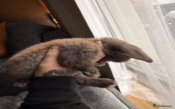 Mini Lop rabbits for sale: Mini Lop Bunnies - Image 5