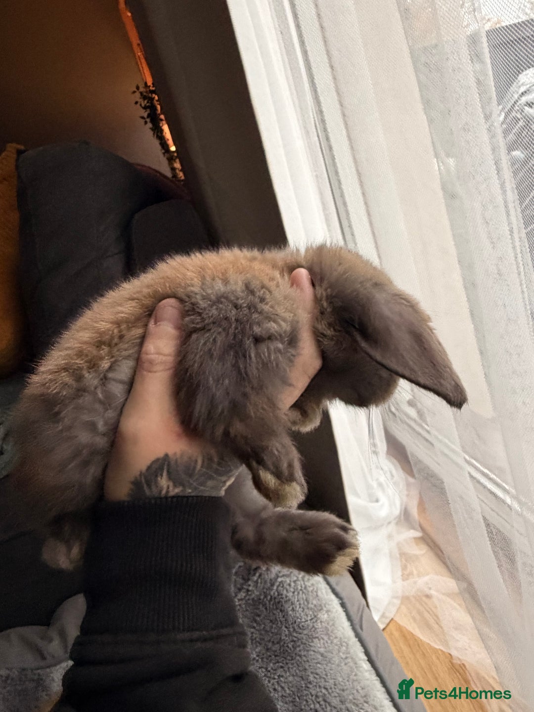 Mini Lop rabbits for sale: Mini Lop Bunnies - Image 5