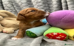 Cavalier King Charles Spaniel dogs for sale: KC Registered Puppies from Health Tested Parents  - Image 12