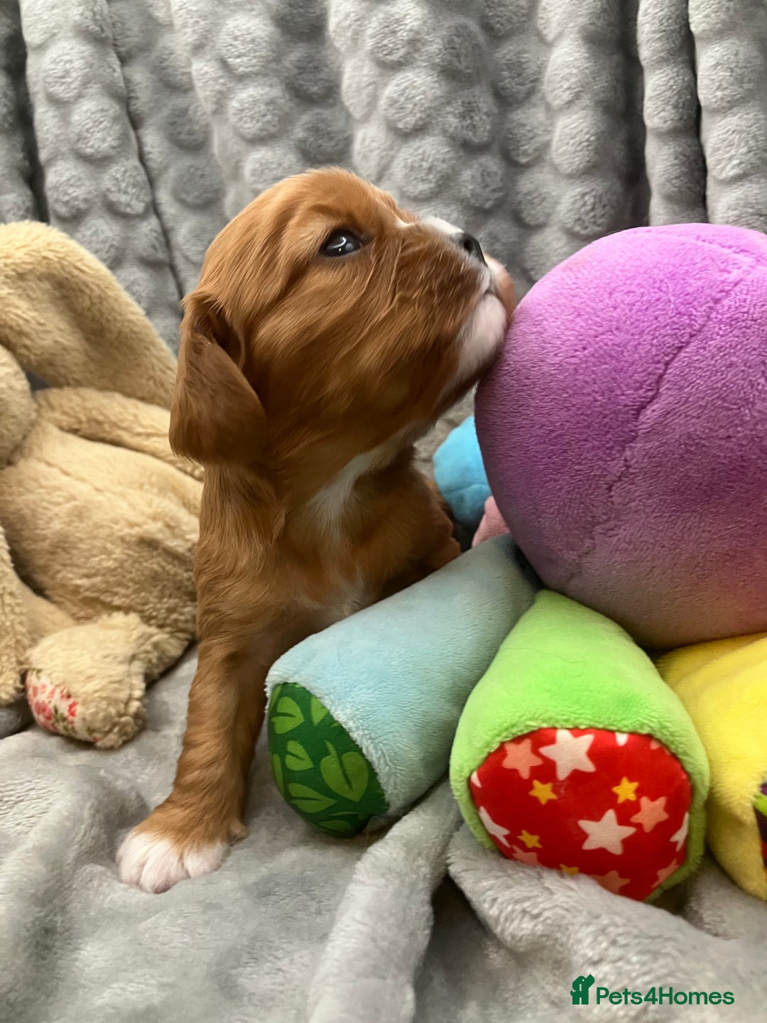 Cavalier King Charles Spaniel dogs for sale: KC Registered Puppies from Health Tested Parents  - Image 12