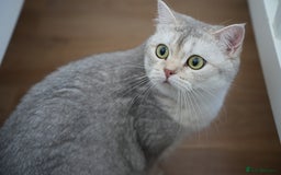 Scottish Fold cats for sale: Scottish fold - Image 12