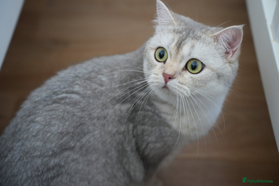 Scottish Fold cats for sale: Scottish fold - Image 12