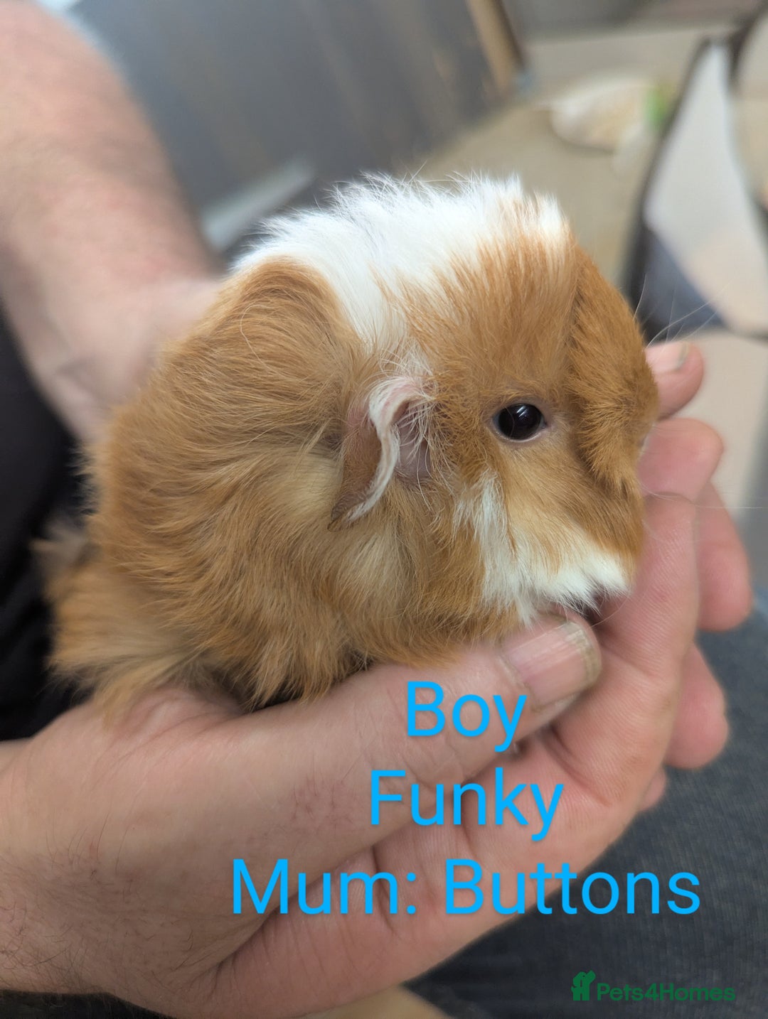 Guinea Pig rodents for sale: Stunning baby guinea pigs! Lunkarya/Abyssinian/sh  - Image 5