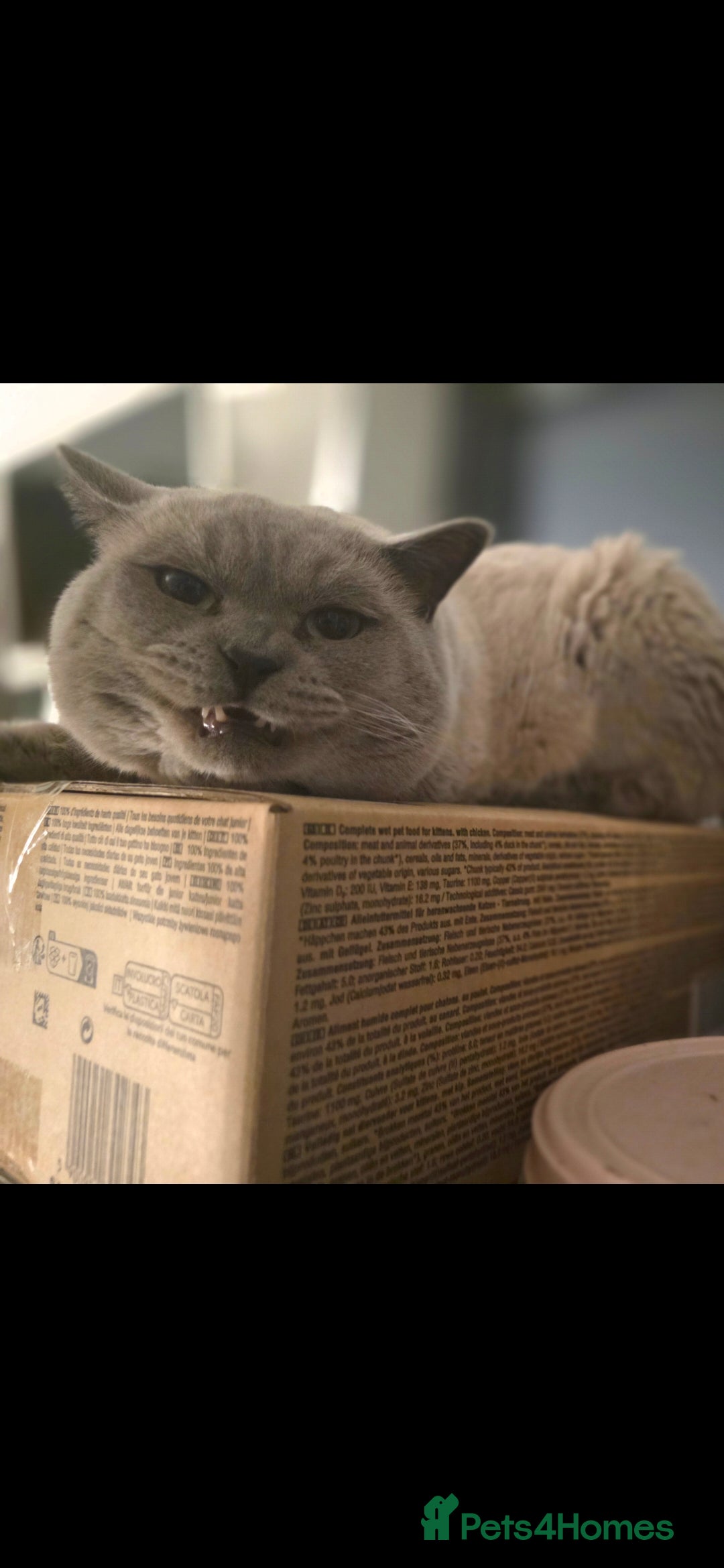 British Shorthair cats for sale: British Shorthair colourpoint - Advert 5