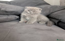 British Longhair cats for sale: British shorthair - Image 8