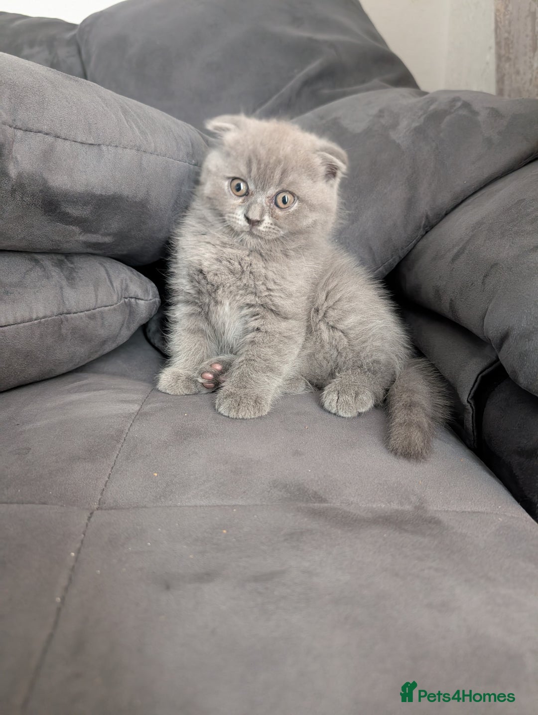 British Longhair cats for sale: British shorthair - Image 8
