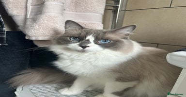 Ragdoll cats in Tadworth - Advert 10