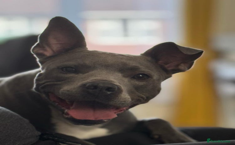 American Bull Staffy dogs - Advert 1