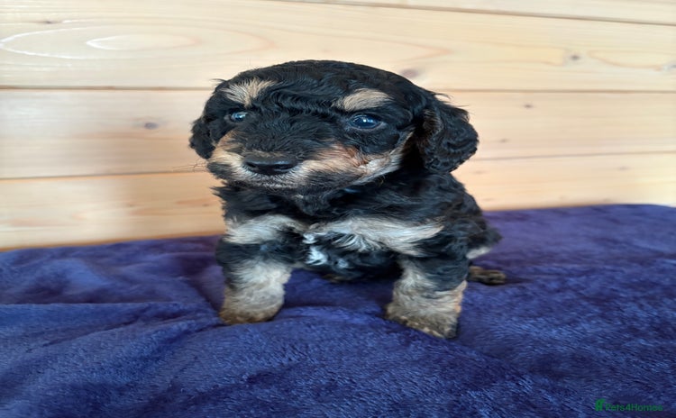 Miniature Poodle dogs - Advert 2