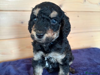 Miniature Poodle dogs - Advert 5