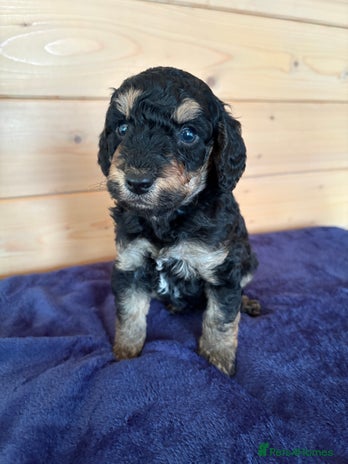 Miniature Poodle dogs - Advert 1