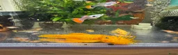 Platies fish for sale: Beautiful small Platy, Guppy Molly &Pleco-HobbyTK - Advert 24