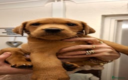 Labrador Retriever dogs for sale: KC registered Fox Red labrador puppies for sale - Image 12