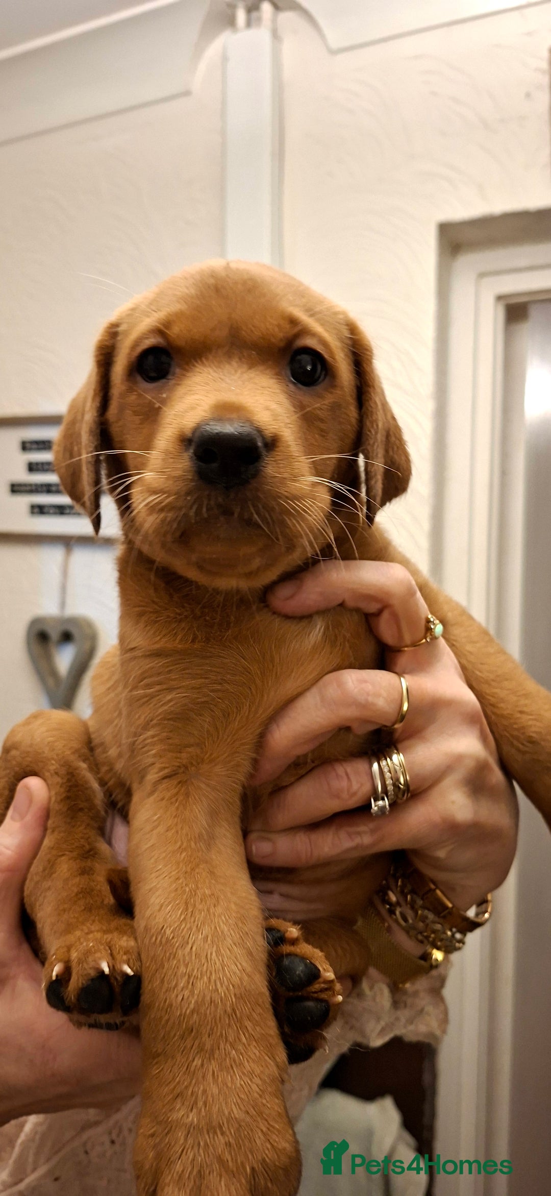 Labrador Retriever dogs for sale: KC registered Fox Red labrador puppies for sale - Image 12