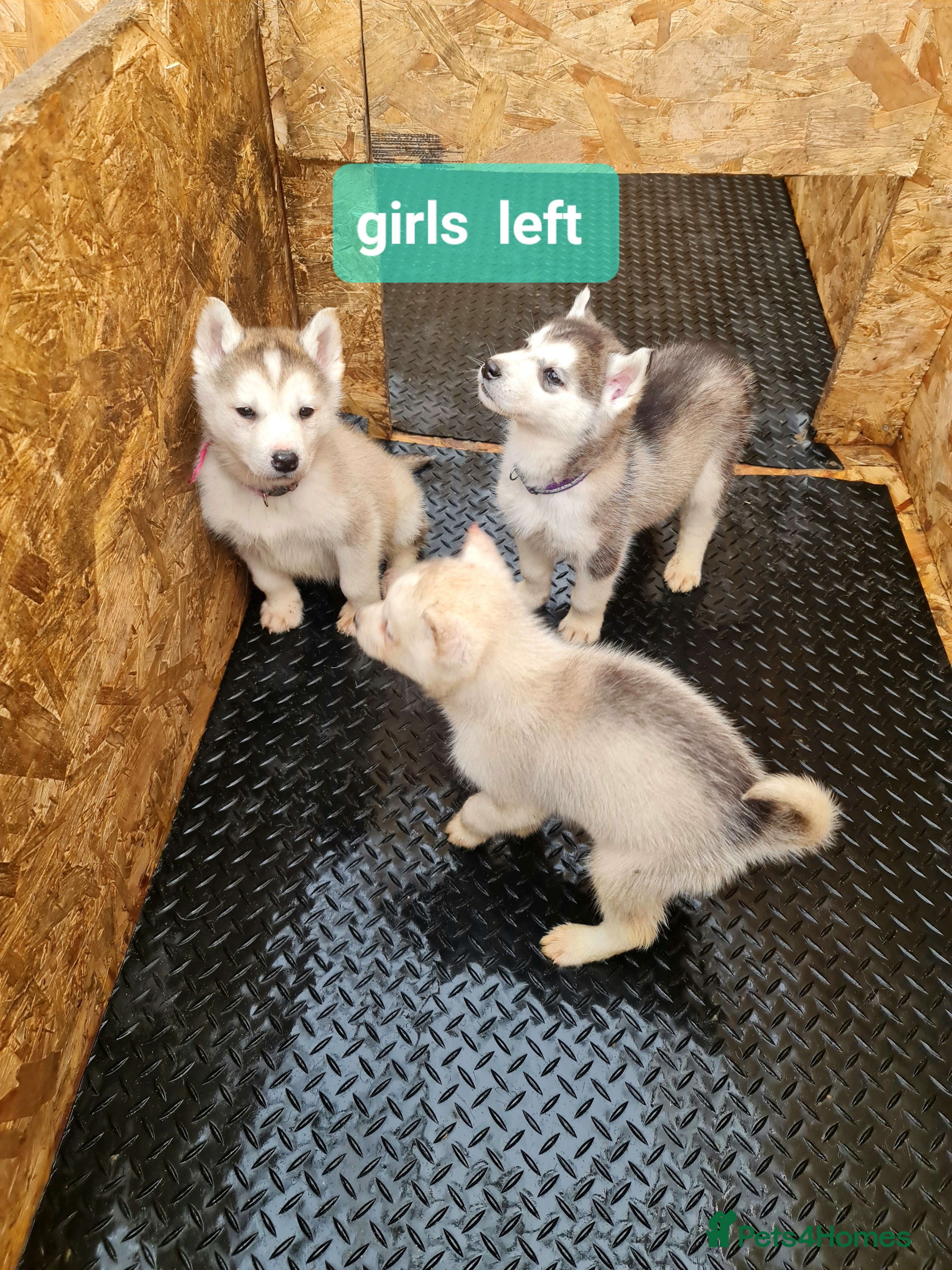 Siberian Husky dogs Siberian husky puppies  - Advert 4