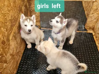 Siberian Husky dogs Siberian husky puppies - Advert 4