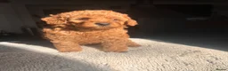Toy Poodle dogs for sale: Perfect Toy Poodle puppies  - Advert 14