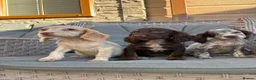 Cocker Spaniel dogs for sale: 3 cocker spaniels (council licensed breeders) - Advert 3