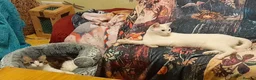 Mixed Breed cats for adoption: Sweetie Merit Amun is looking for love ❤️  - Advert 10