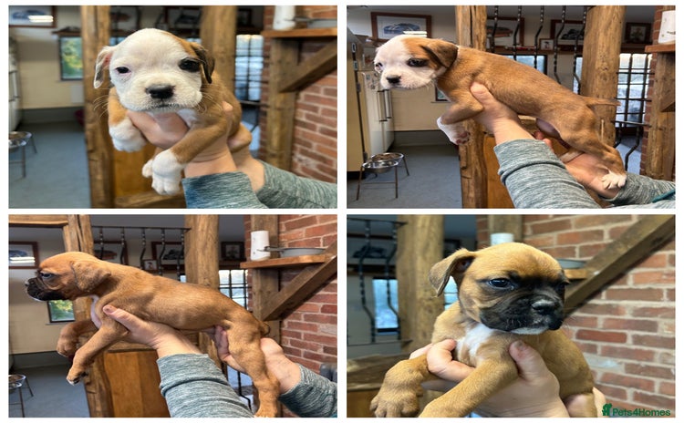 Boxer dogs - Advert 1