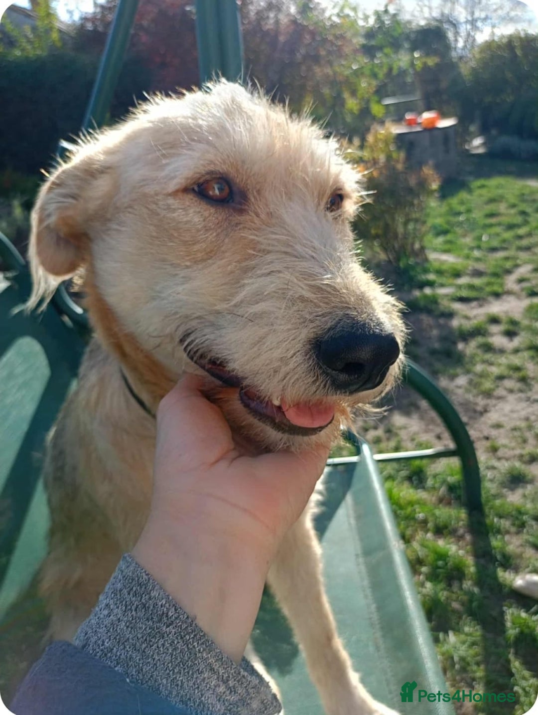 Mixed Breed dogs for adoption: 💖🐶 LUCHIA 🐶💖 - Advert 3