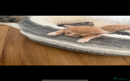 Maine Coon cats for sale: 6 Maine Coon cross* Kittens  - Image 2