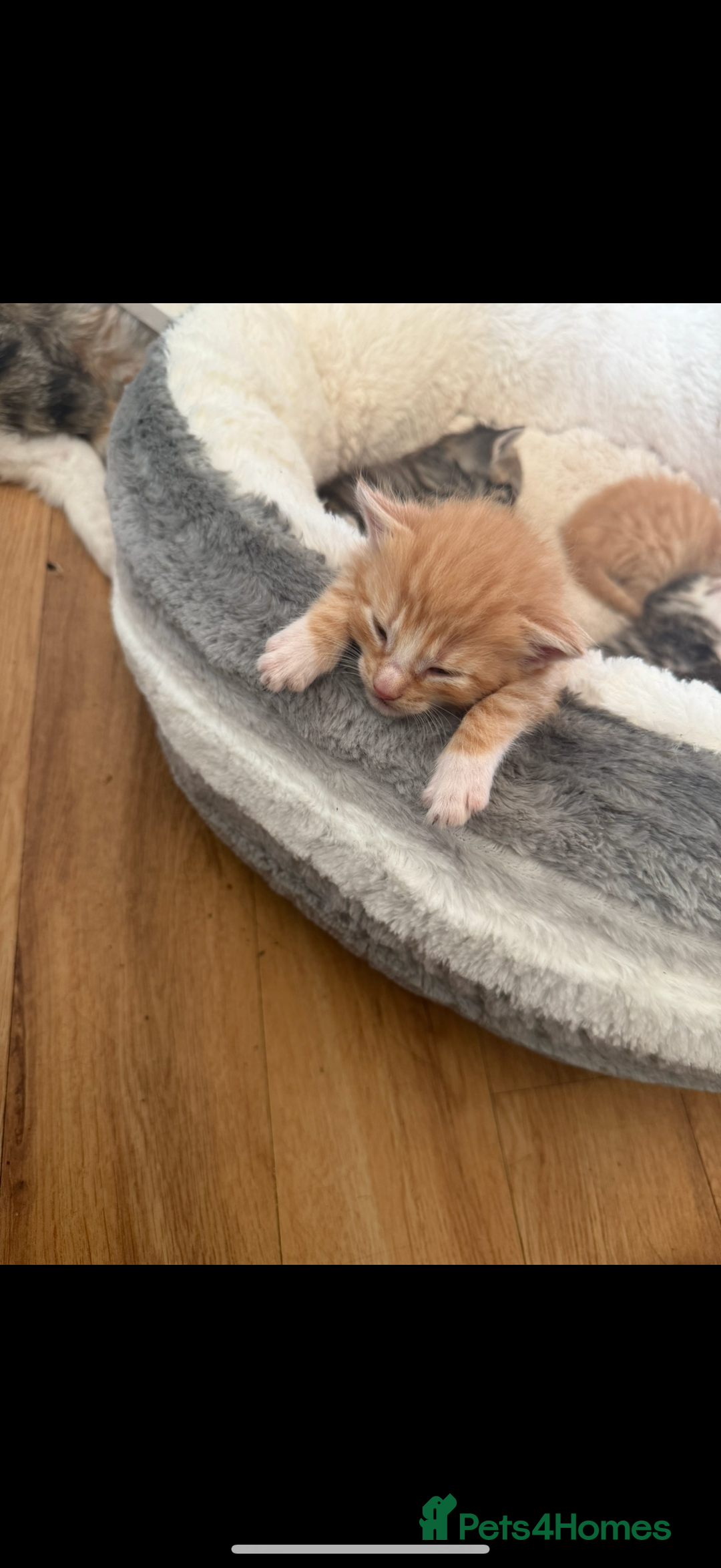 Maine Coon cats for sale: 6 Maine Coon cross* Kittens  - Image 2