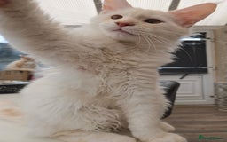 Maine Coon cats for sale: TICA REGISTERED PEDIGREE MAINE COON KITTEN'S - Image 3