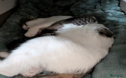 Mixed Breed cats for sale: 4 stunning kittens  - Image 5