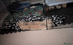 Mini Lop rabbits for sale: Male mini lop - Image 3