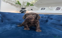 Cocker Spaniel dogs for sale: Beautiful litter of cocker spaniel pups 4 left  - Image 29